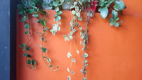 Trailing leaf plant Stock Footage 282869232