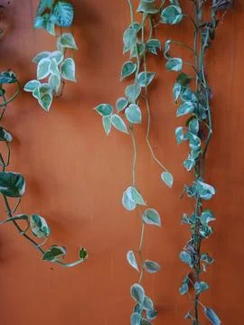 Trailing leaf plant Stock Photos