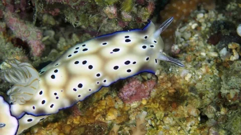 Trailing Nudibranchs 動画素材 121721017