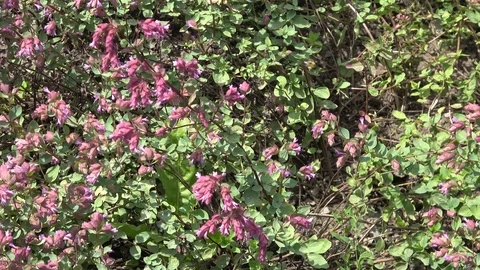 Trailing oregano also called Oreganum Libanoticum 스톡 동영상 113664586