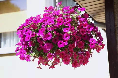 Trailing Petunia 'Colour Cloud Purple' in a hanging planter Stock Photos