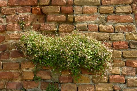 Trailing plant with tiny flowers on rustic brick wall Stock Photos
