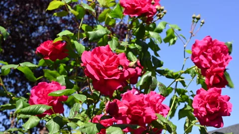 Trailing roses and a bug arrival Stock Footage 242702757