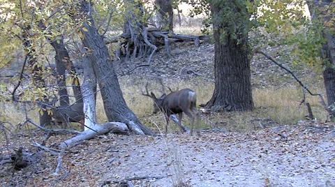 Trailing Smaller 4x4 and a Younger Buck in Woods Stock Footage 49663027