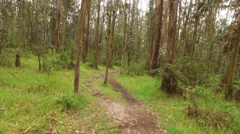 Trailing through the Forest Stock Footage 60427108