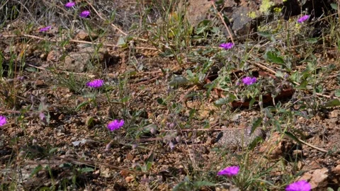 Trailing Windmills (Allionia incarnata), a desert wildflower known for its .. Stock Footage 335230891
