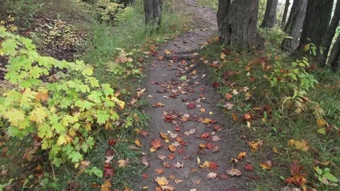 Trails in the Autumn Woods Stock Footage 162561273