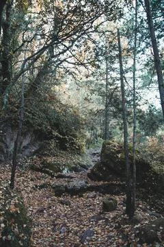 Trails covered in leaves in fall. Stock Photos