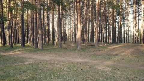 Trails in the forest 库存影片 90611791