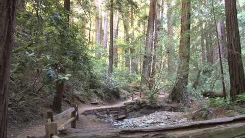 Trails through forest Stock Footage 74097229