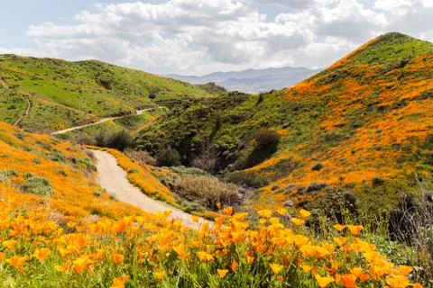 Trails through poppy fields Stock Photos