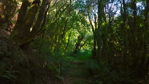 Trails On A Wild Forest With Dense Nature During Hiking. Zoom Out Shot Stock Footage 317746350
