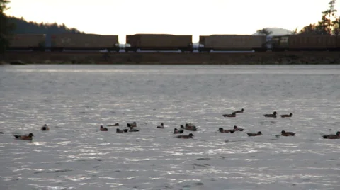 Train 03 - Ducks on water, in front of train Stock Footage 1019826