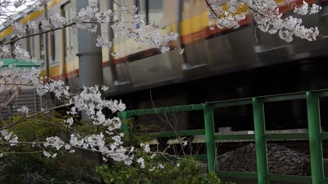 Train and cherry blossom Stock Footage 236689039