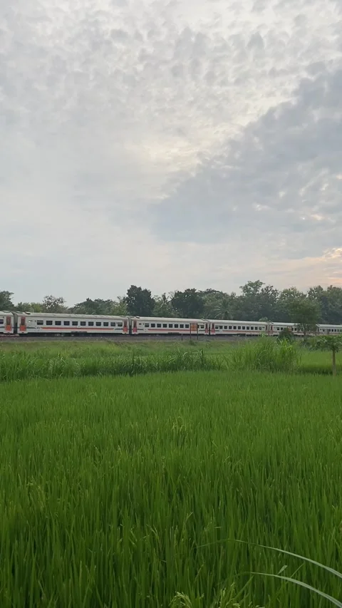 Train and rice field Stock Footage 212849518