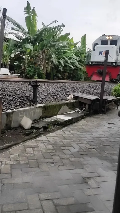 A train and two cute cats Stock Footage 219521064