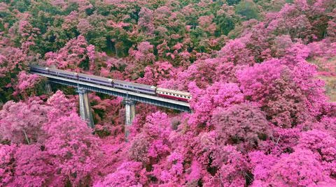 Train in the beautiful pink forest Stock Photos