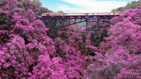 Train in the beautiful pink forest Stock Photos