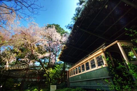 Train with Blossoming cherry trees Stock Photos