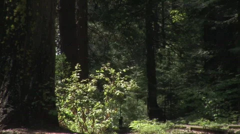 Train coming Video stock 476384