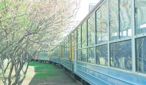 Train cross the peach tree forest with beautiful flowers Stock Photos