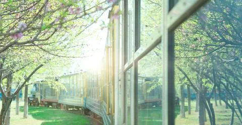 Train cross the peach tree forest with beautiful flowers Stock Photos