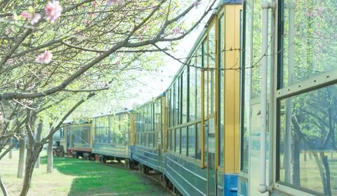 Train cross the peach tree forest with beautiful flowers Stock Photos
