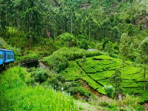 Train crossing bridge through tea plantation landscape in highlands. Sri Lanka Stock Footage 73348351