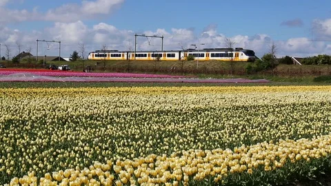 Train drives through a flower field in Holland Stock Footage 75068747