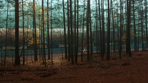 The train goes through the forest. Stock Footage 141210538