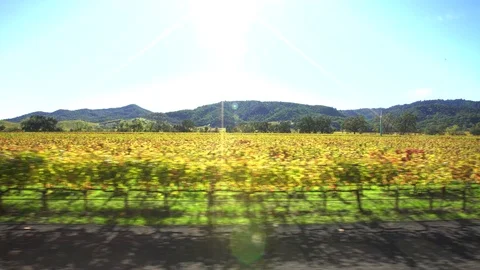 Train going through vineyards of Napa Tracking Shot Stock Footage 87075188