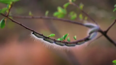 Train of hairy caterpillars of reticulate bagnet moth crawl on branch Stock Footage 341324254