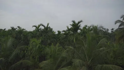 Train journey through dense green coconut plantation under overcast monsoon.. Stock-Footage 343555381