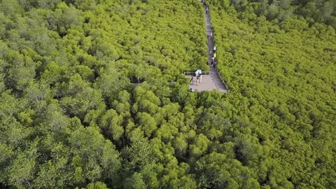 A train on a lush green forest 库存影片 156842377