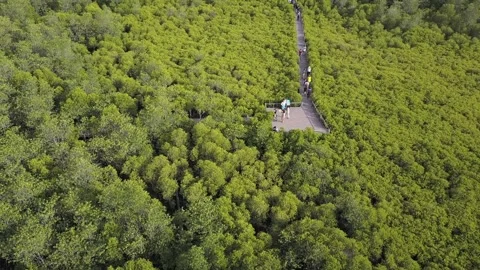 A train on a lush green forest Видео 156845622