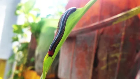 Train Millipede roaming on the edge of the plant. Stock Footage 141933466