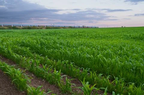 Train in Motion through Green Corn field scenery, France, Europe Stock Photos