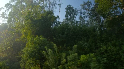 Train moving though dense Sri Lankan jungle Stock Footage 98678727