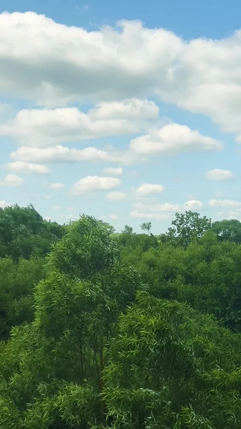A train moving through the countryside against the backdrop of houses and trees  Stock-Footage 317355351