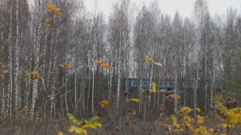 Train passes by birch trees Stock Footage 342866351