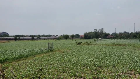 A train passes by in a cornfield Stock Footage 205464695