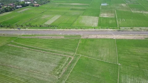 A train passes in the middle of rice field Video stock 130207204