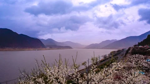 The train passes by the river where the plum blossoms bloom. time lapse. Stock Footage 145889932
