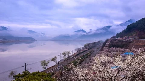 The train passes by the river where the plum blossoms bloom. time lapse. Vidéo 145890059