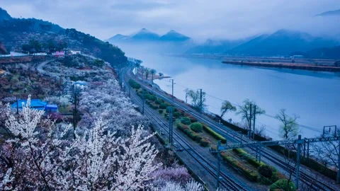 The train passes by the river where the plum blossoms bloom. time lapse. Vidéo 145890138