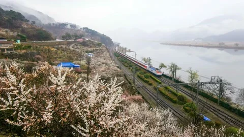 The train passes by the river where the plum blossoms bloom. Stock Footage 145972584