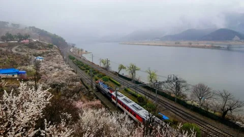 The train passes by the river where the plum blossoms bloom. Vidéo 145972733
