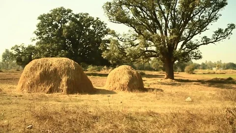 Train passes through countryside with audio Video stock 102775839