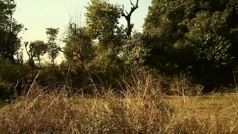 Train passes through countryside with audio 4 Video stock 102778628