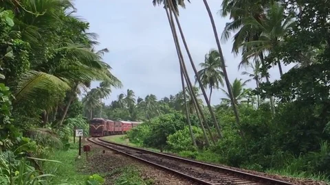 The train passes through the jungle Stock Footage 81411662